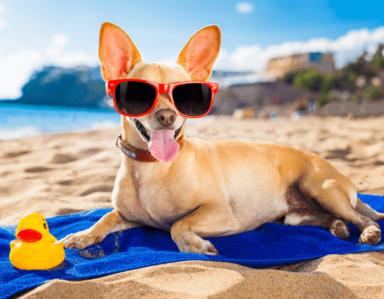 Beat the Heat: Summer Pet Care Tips