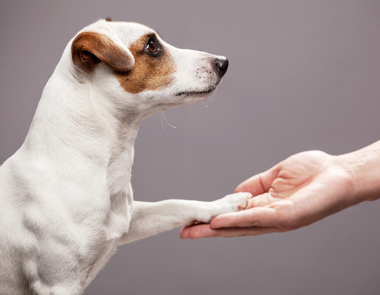 Paws & Reflect: Find Out How Well Your Pet Really Knows You