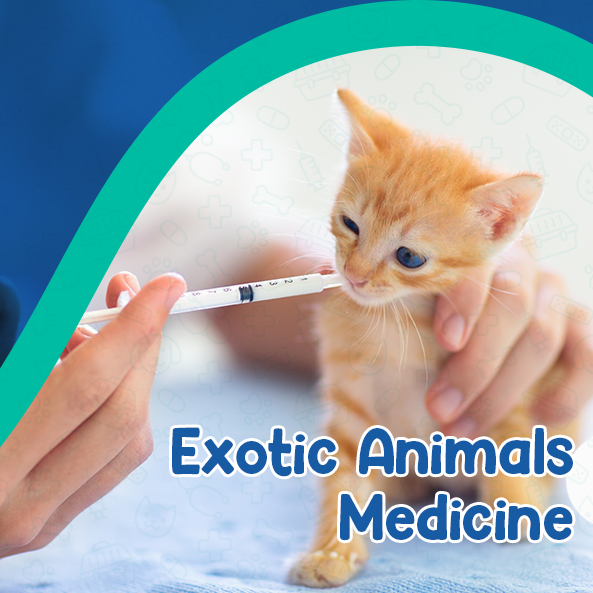 Exotic Animals Medicine - Dr Vet