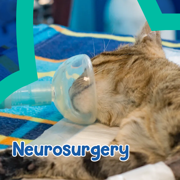 Neurosurgery Dr Vet