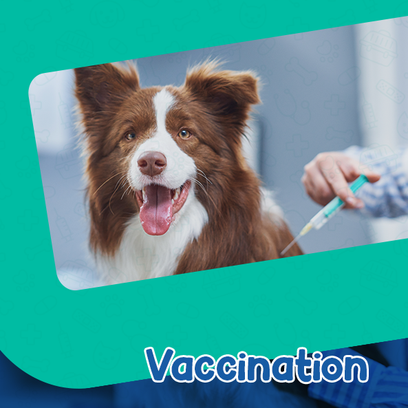 Vetco Vaccination Costs Vetco Vaccination Vetco Intake Form: Fill