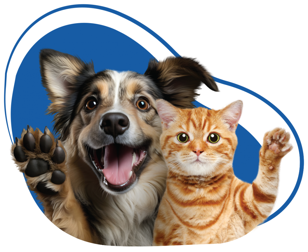 Dr.Vet Animal Hospital Best Vet Hospital In Abu Dhabi