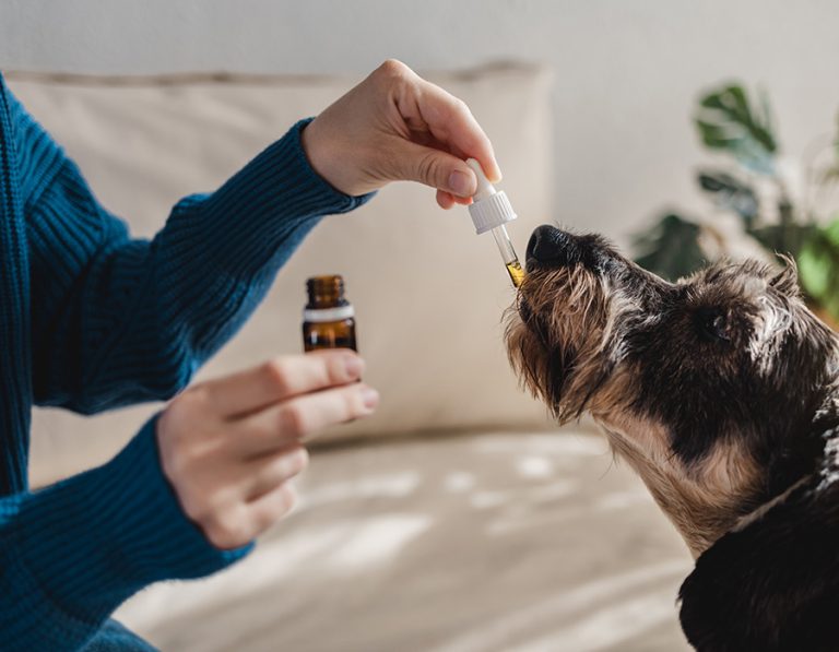 Understanding Pet Nutrition: What Every Owner Should Know