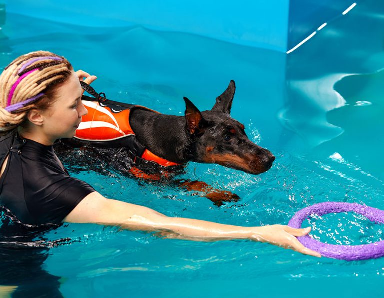 Mastering Obedience: Effective Training Methods for Pets