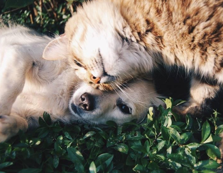 Bonk! Why Does My Cat Headbutt Me?