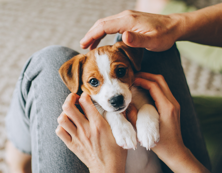Why Embrace the Pet Parent Life?