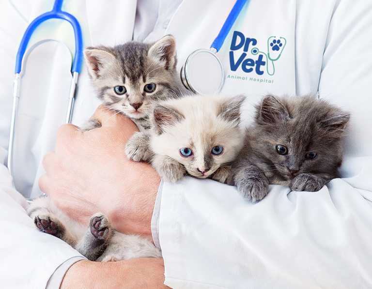 Keeping Your Furry Friend Thriving: A Simple Guide to Must-Have Vet Visits