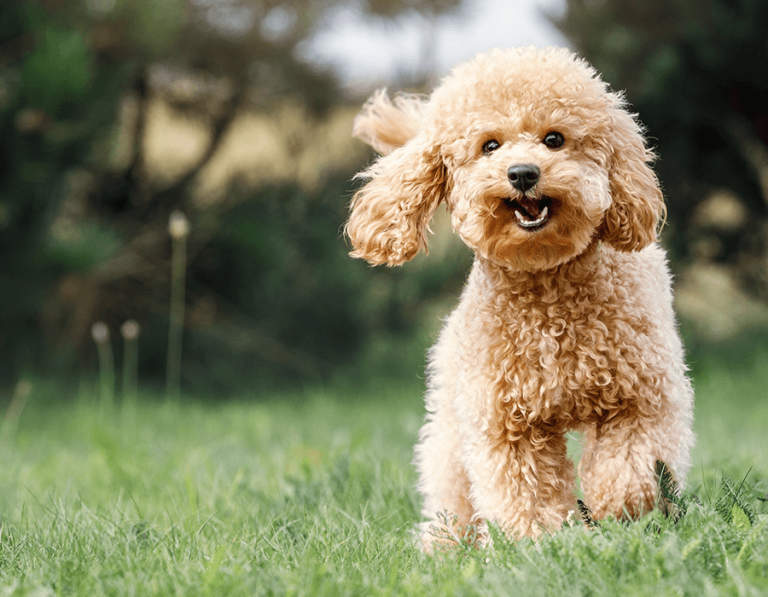 Pet Care Perfection: How to Ensure Your Pet Lives Their Best Life
