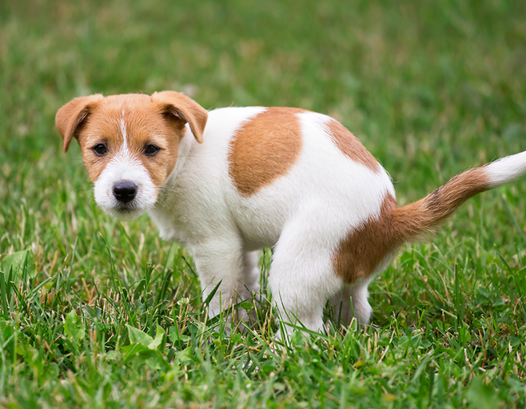 Why Your Pet Might Be Having Trouble Peeing