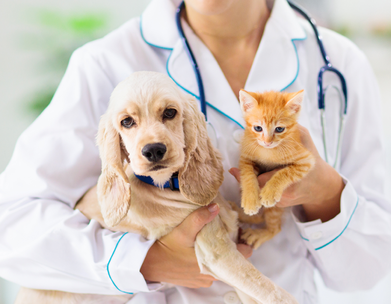 First Time at the Vet: Making Your Pet’s Visit a Purr-fect Success!