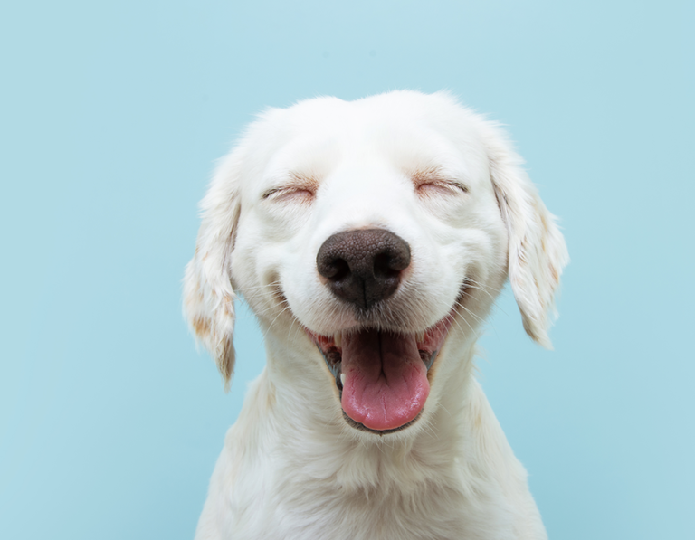 How Can You Tell if Your Pet is Truly Happy?