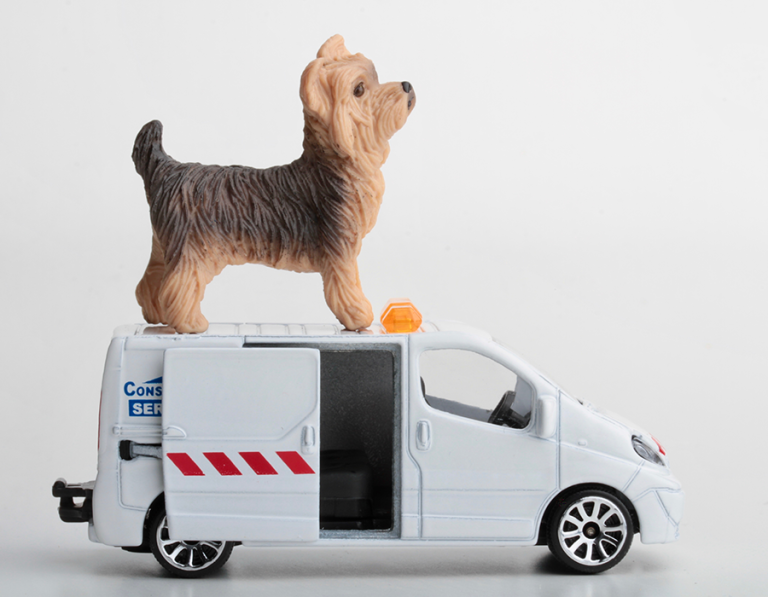 When to Rush to the Vet: Recognizing Pet Emergencies