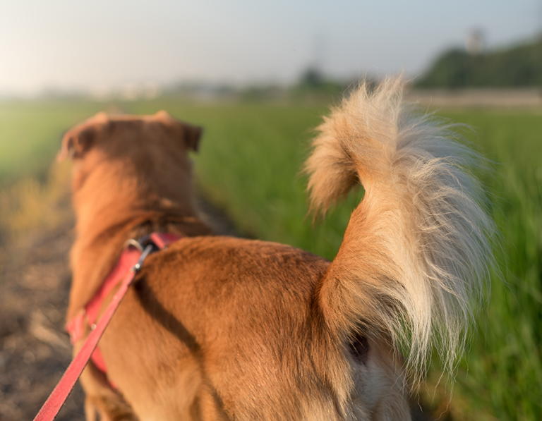 Unveiling the Secret Behind the Tail Wag: What Does Your Dog Really Mean?