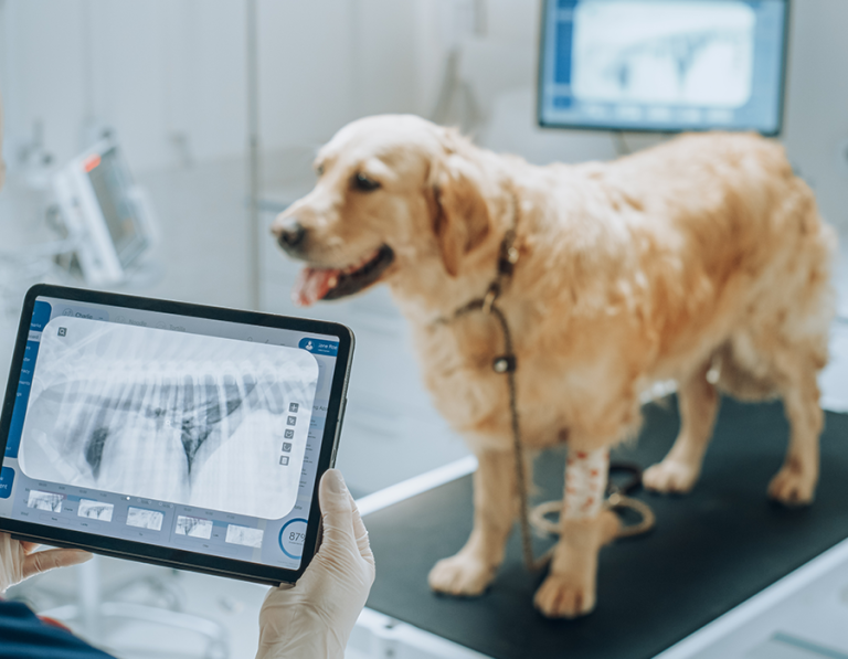 Is Your Pet Slowing Down? Unravelling the Mysteries of Arthritis in Pets
