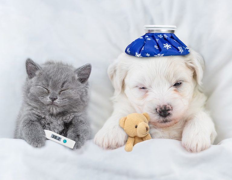 Animal Pain Awareness Month: Is Your Pet in Pain?