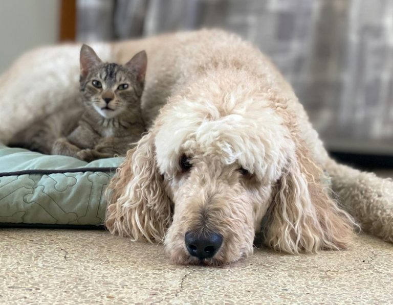 Understanding Neurological Disorders in Dogs and Cats: Is Something “Off” With Your Pet?
