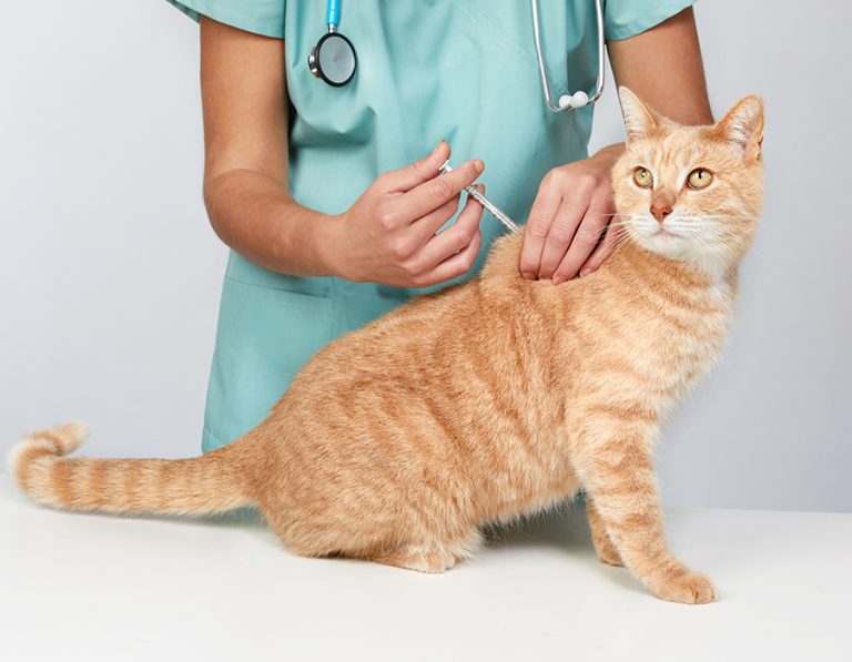 Happy and Healthy: Keep Your Pet Safe with Vaccinations