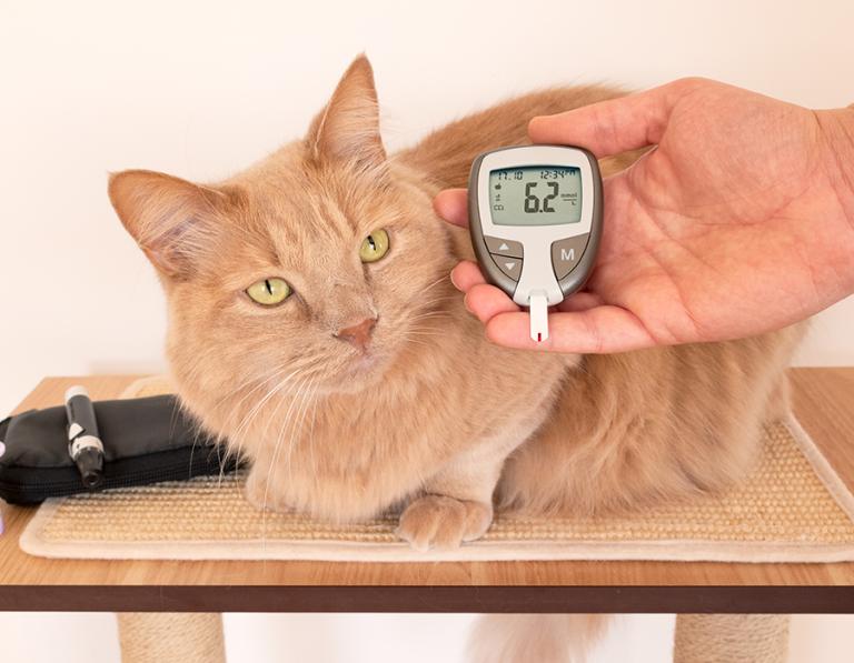 Could Your Pet Have Diabetes? Here’s What Every Pet Owner Needs to Know