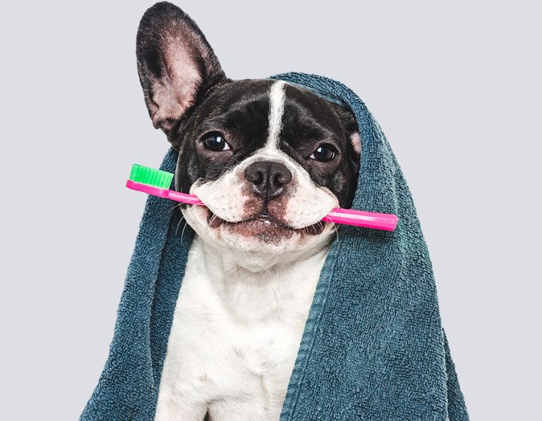 Pet Dental Care: 12 Easy Tips for a Healthier, Happier Smile!