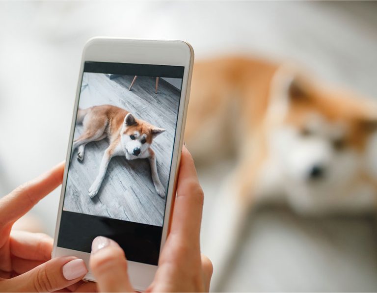 Why Every Pet Parent Needs a Recent Photo of Their Furry Pet