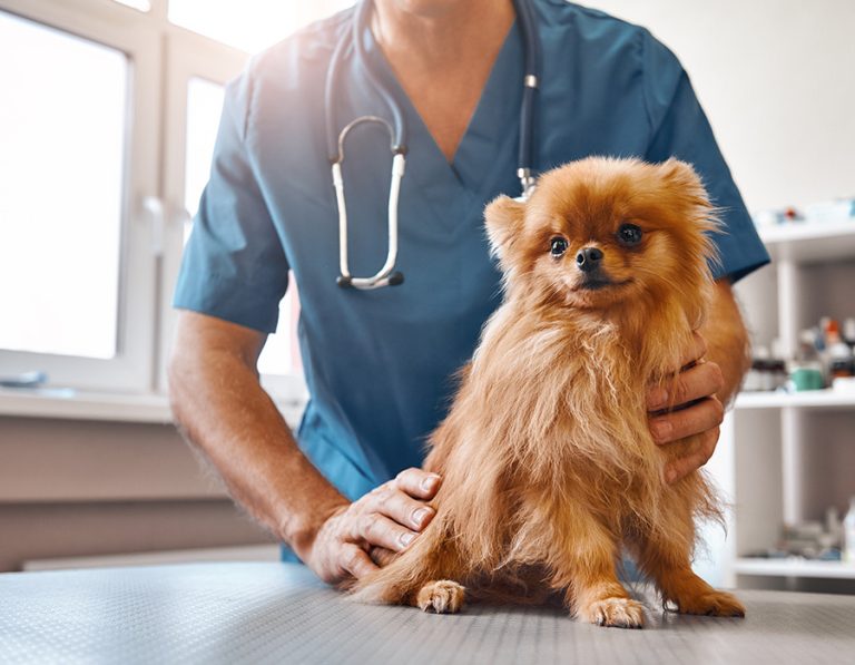 Why Your Pet’s Annual Exam Could Save Their Life: The Truth Behind the Checkup