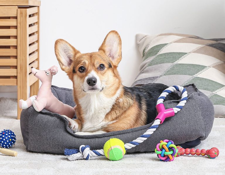 “What Should I Get My Pet?” 7 Vet-Approved Gift Ideas  Your Pet Will Actually Love