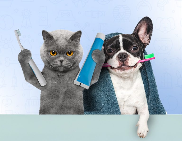 Why Dental Care Matters in Pets