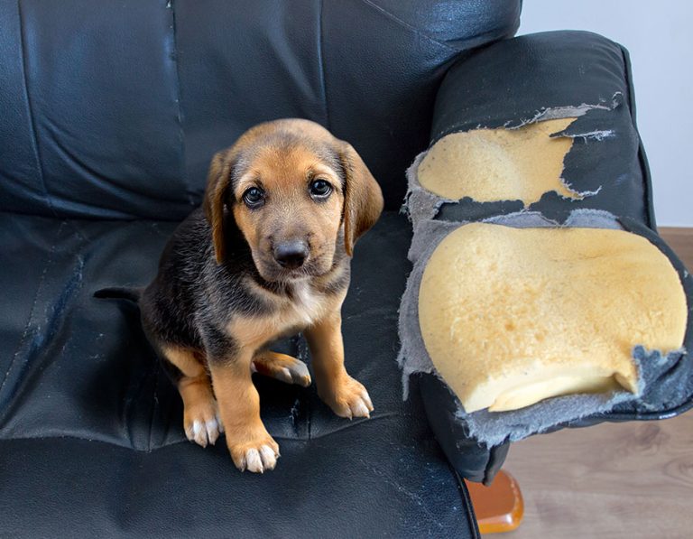 Why Does My Pet Have Weird Cravings?  A Vet’s Guide to Odd Eating Habits