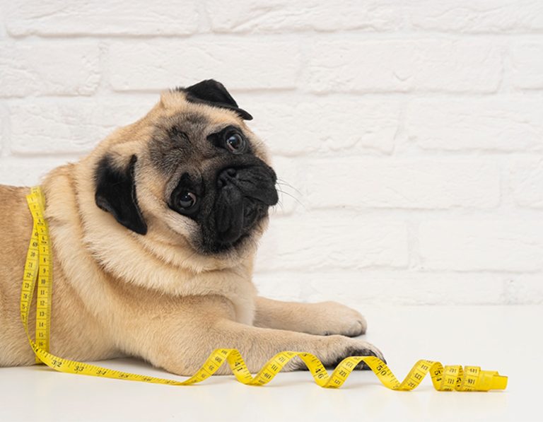 Pet Obesity: A Silent but Serious Health Risk