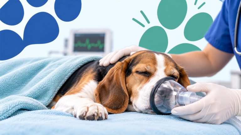 Understanding Anaesthesia for Pets